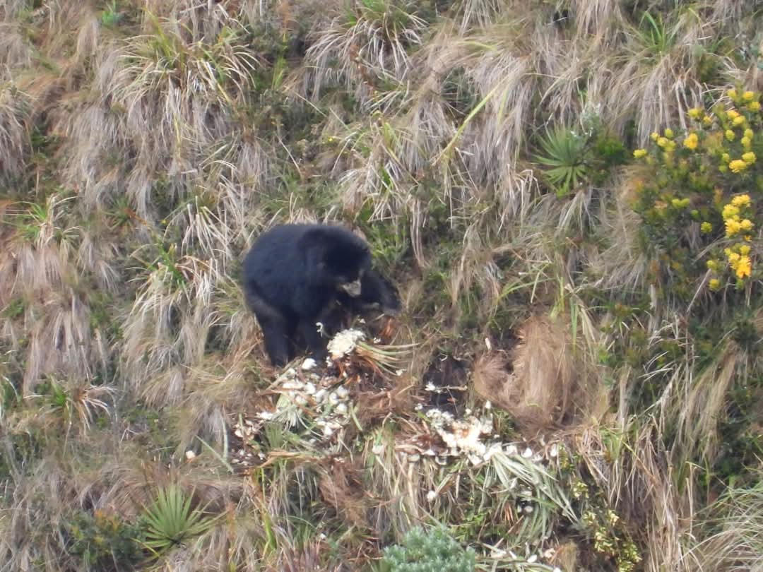 Día Internacional para la Protección del Oso Andino